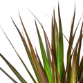 Dracaena 'Marginata Magenta'