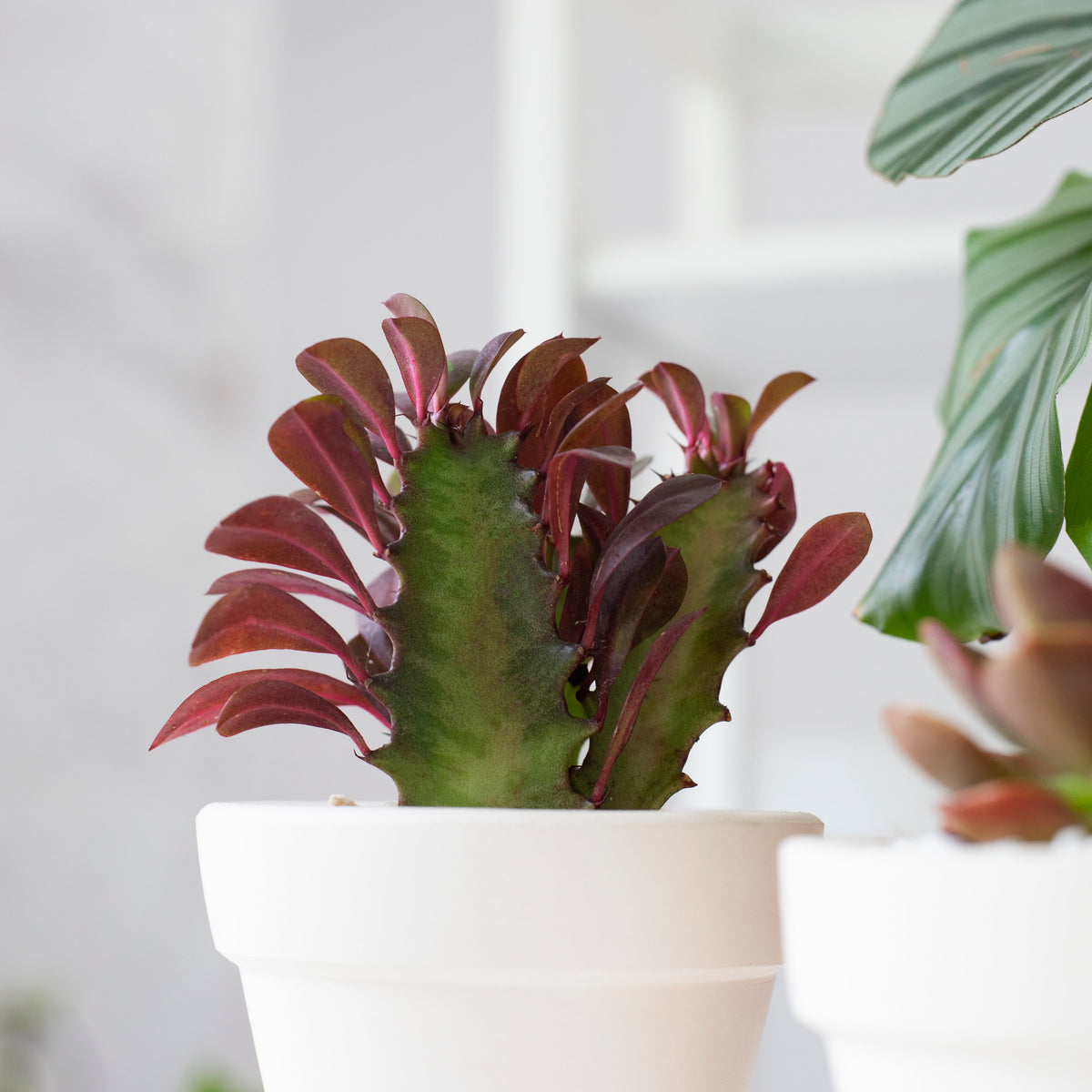 Succulent Euphorbia 'Trigona Rubra'