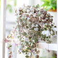 String of Hearts Variegated