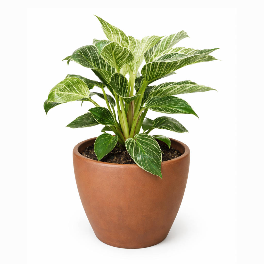 Philodendron 'Birkin'