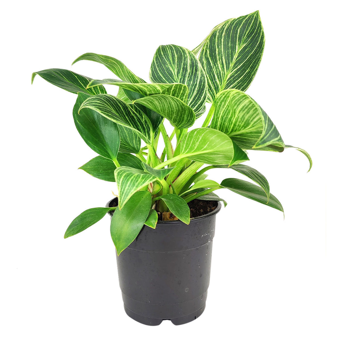 Philodendron 'Birkin'