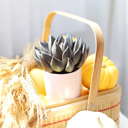 2in White Modern Cylinder Pot