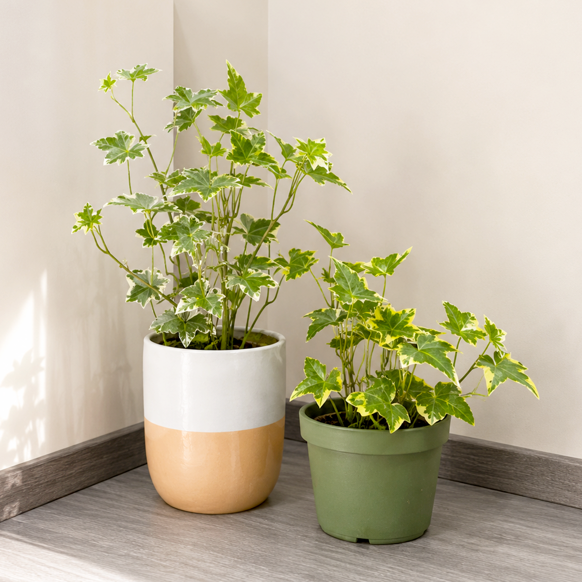 2 English Ivy Variety Pack - 4" Pot