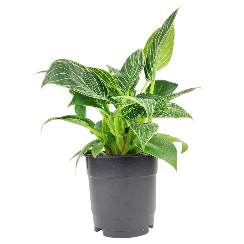 Philodendron 'Birkin'