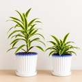 2 Dracaena Variety Pack - 4" Pot