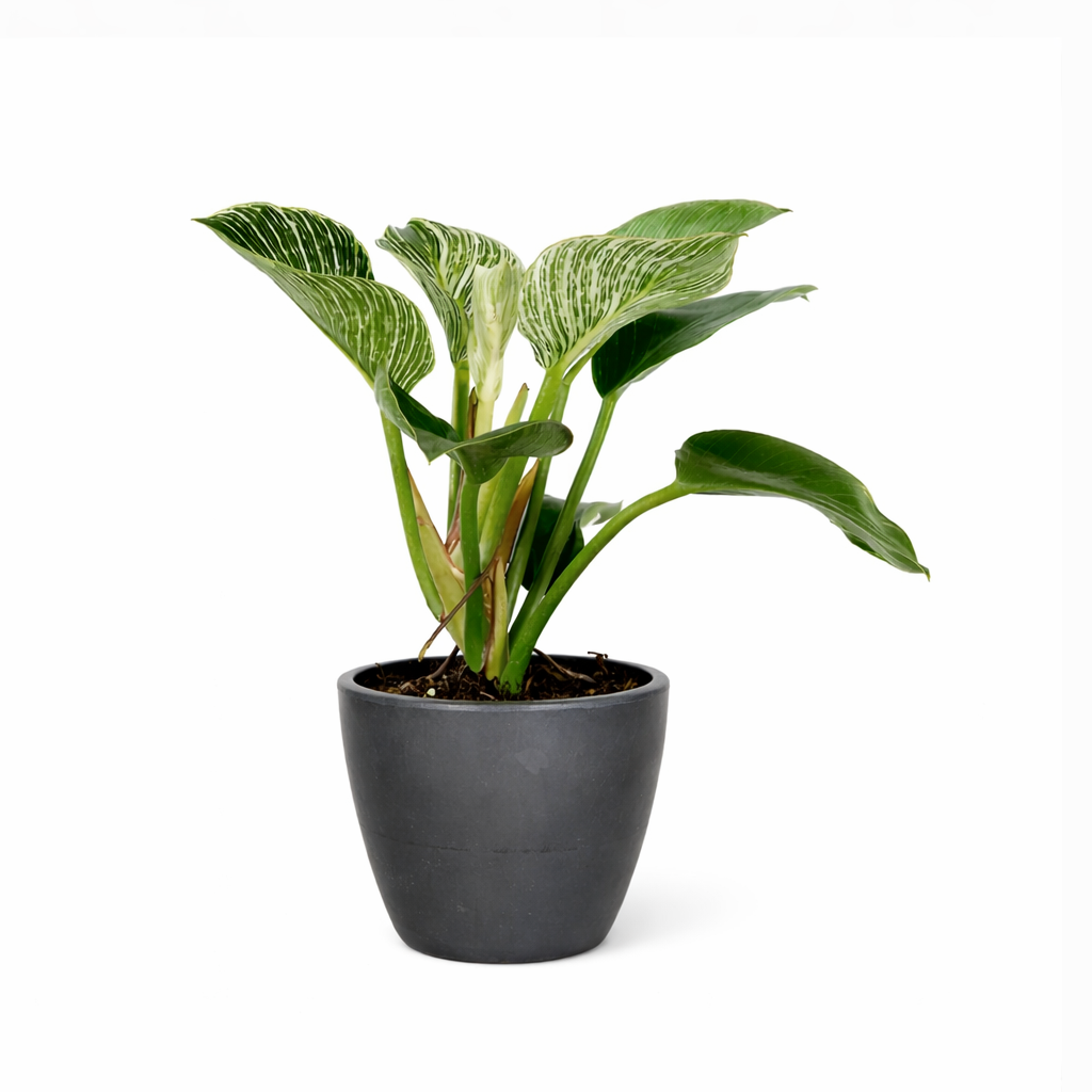 Philodendron 'Birkin'