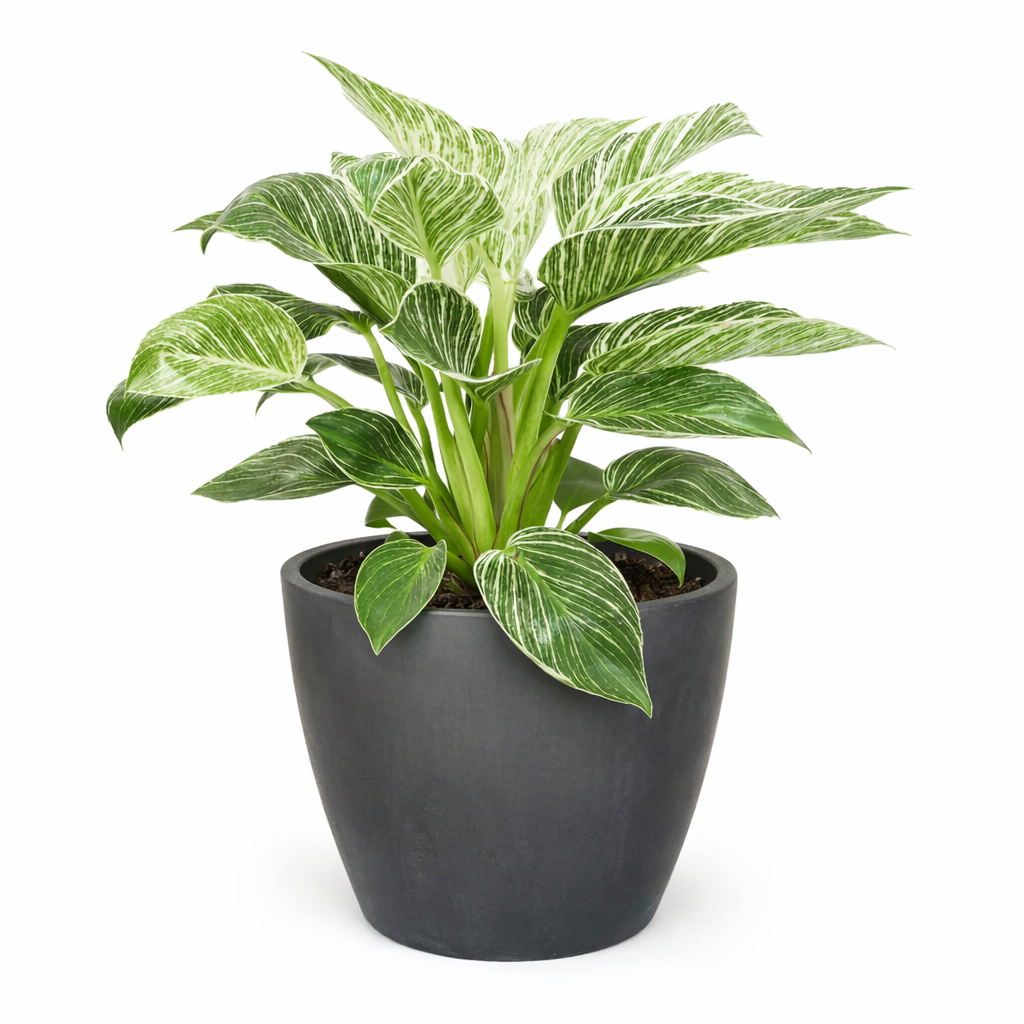 Philodendron 'Birkin'