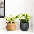 2 Peperomia Plants Variety Pack in 4" Pots - Baby Rubber Plants