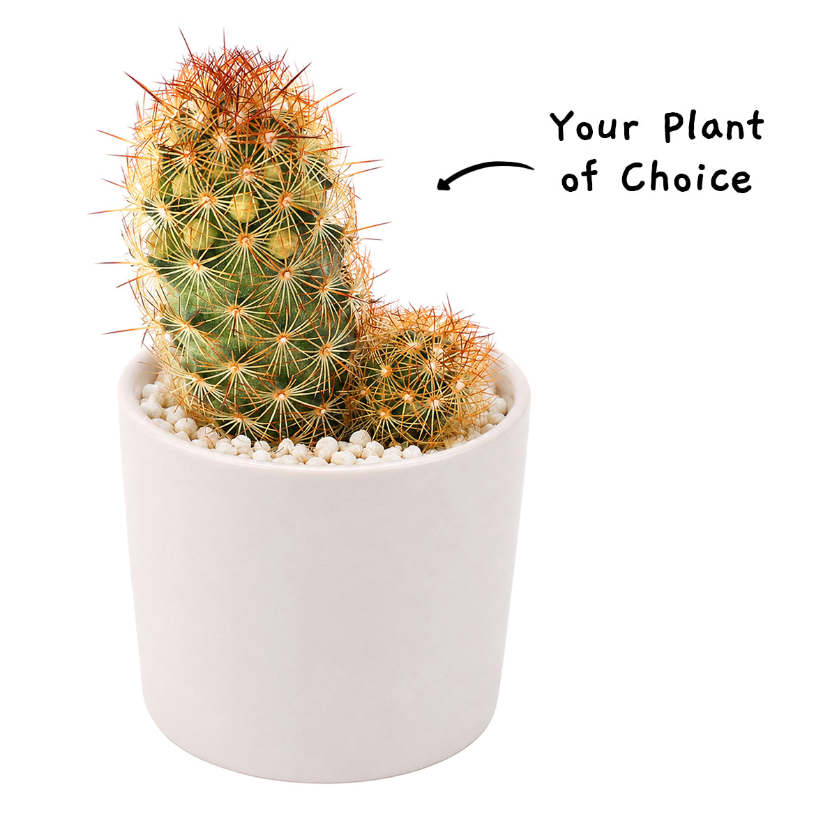Haworthia 'Super Fasciata'