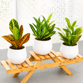 3 Croton Variety Pack / 4" Pot / Live Plant / House Plant