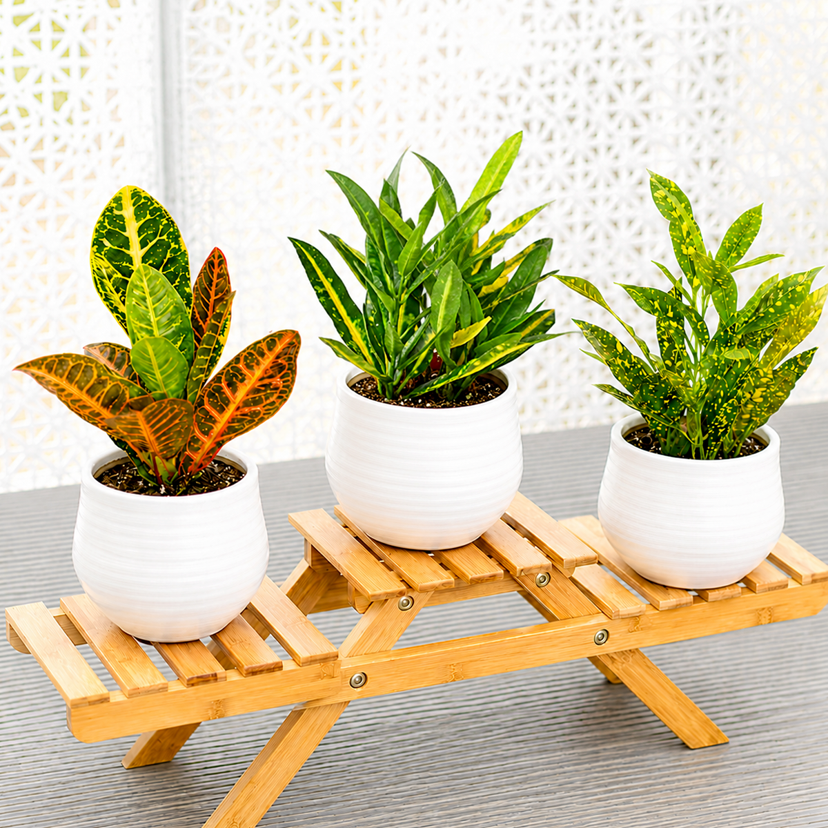 3 Croton Variety Pack / 4" Pot / Live Plant / House Plant