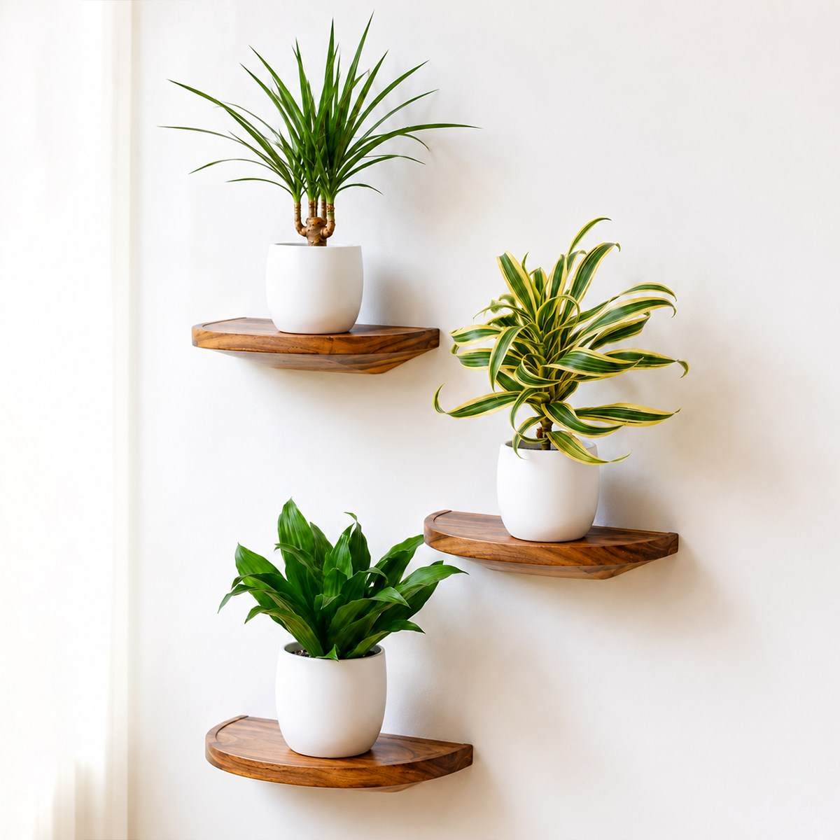 3 Different Dracaenas Variety Pack - 4" Pot