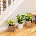 3 Different Peperomia Plants in 4" Pots - Baby Rubber Plants
