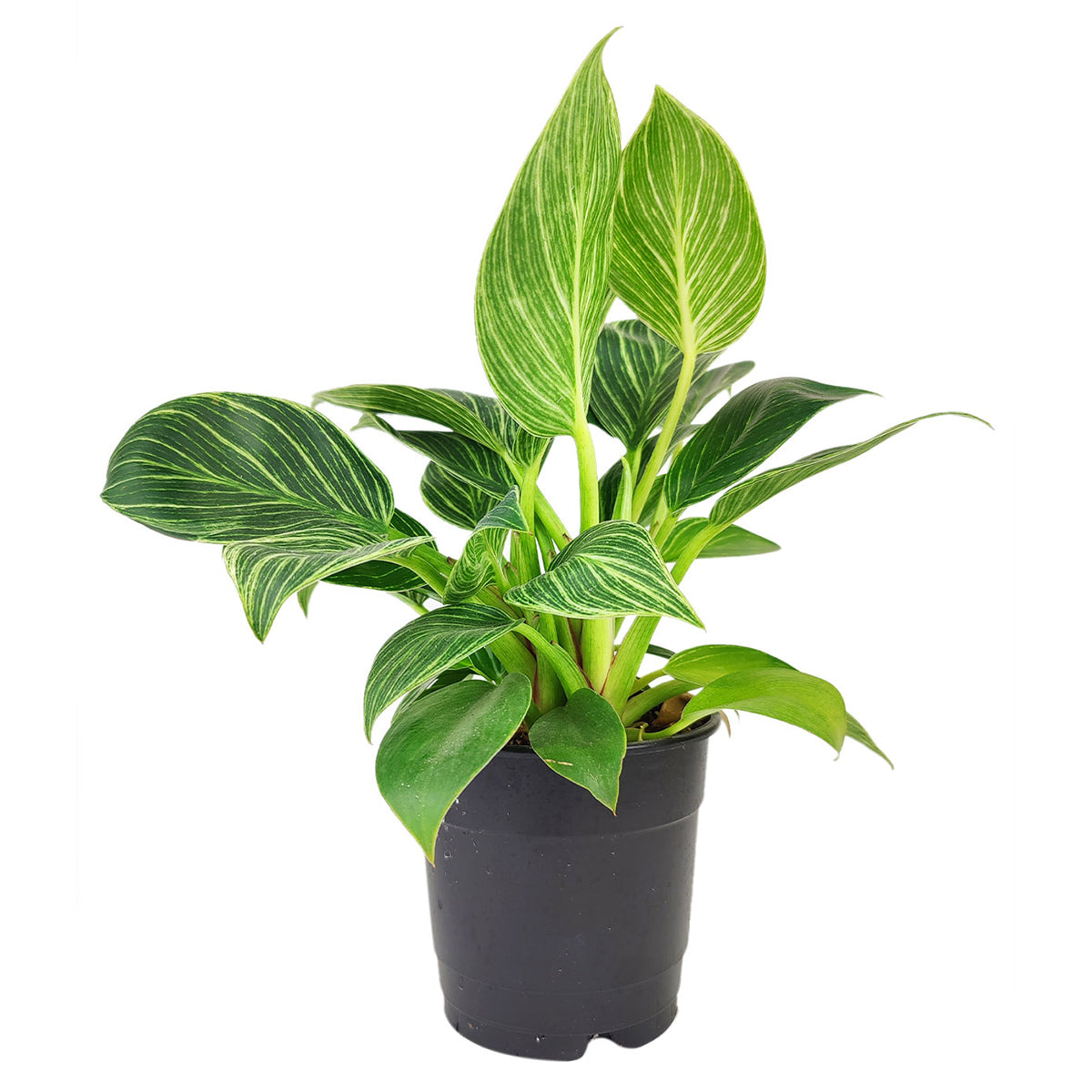 Philodendron 'Birkin'