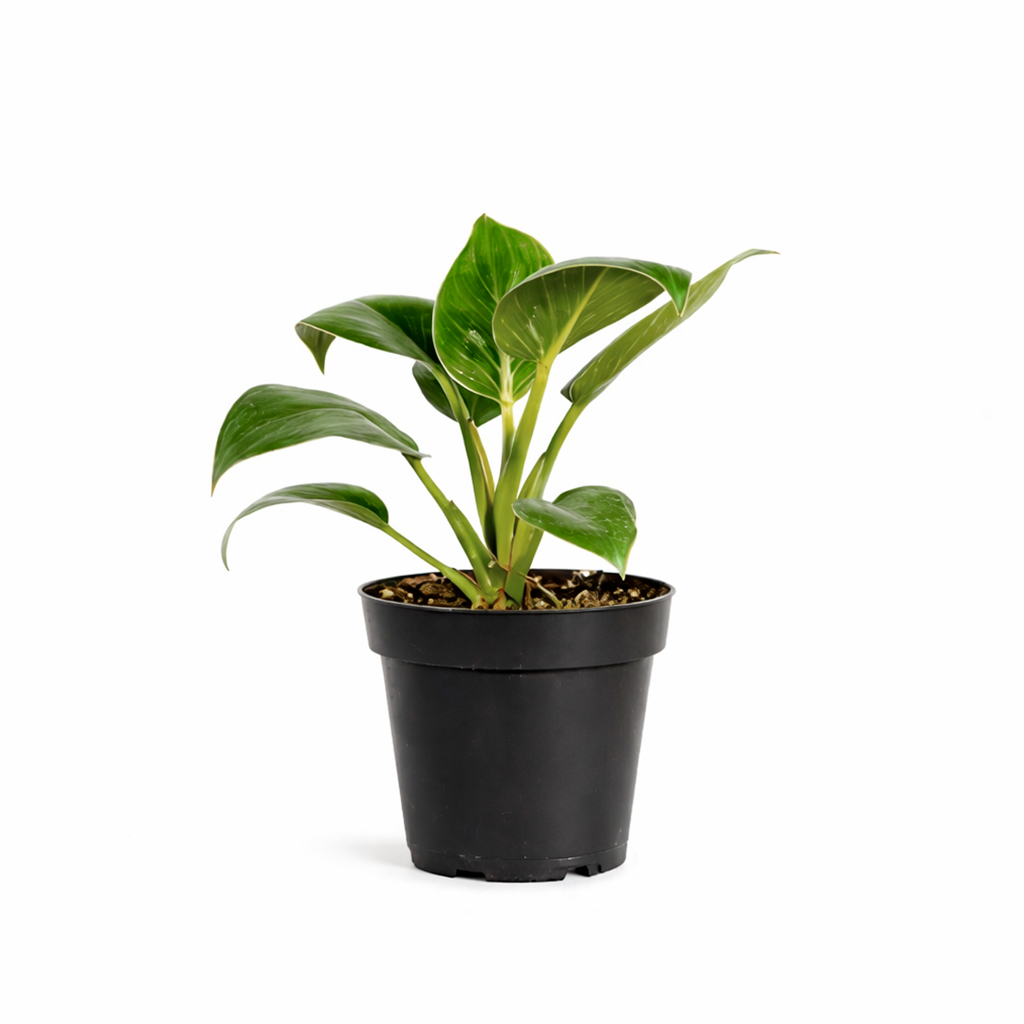 Philodendron 'Birkin'