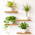 4 Different Dracaenas Variety Pack - Live House Plant - 4" Pot