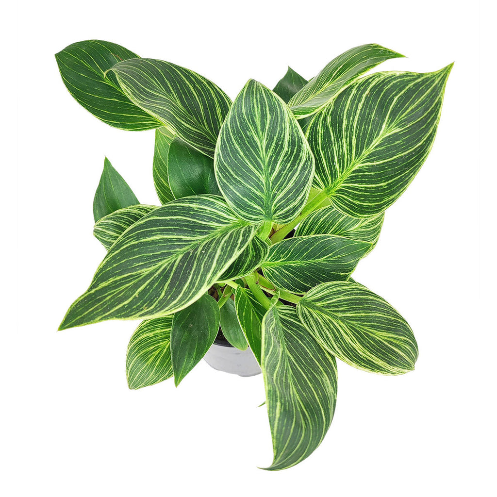 Philodendron 'Birkin'