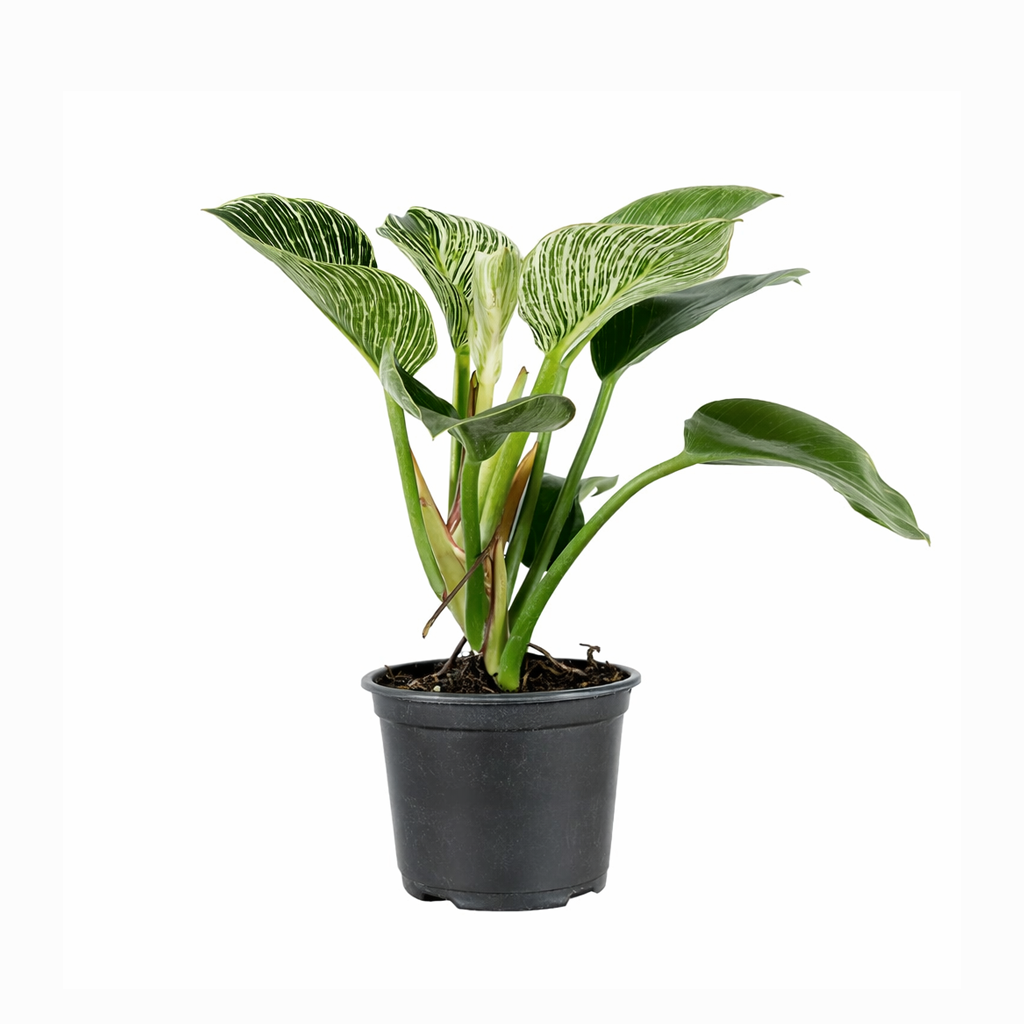 Philodendron 'Birkin'