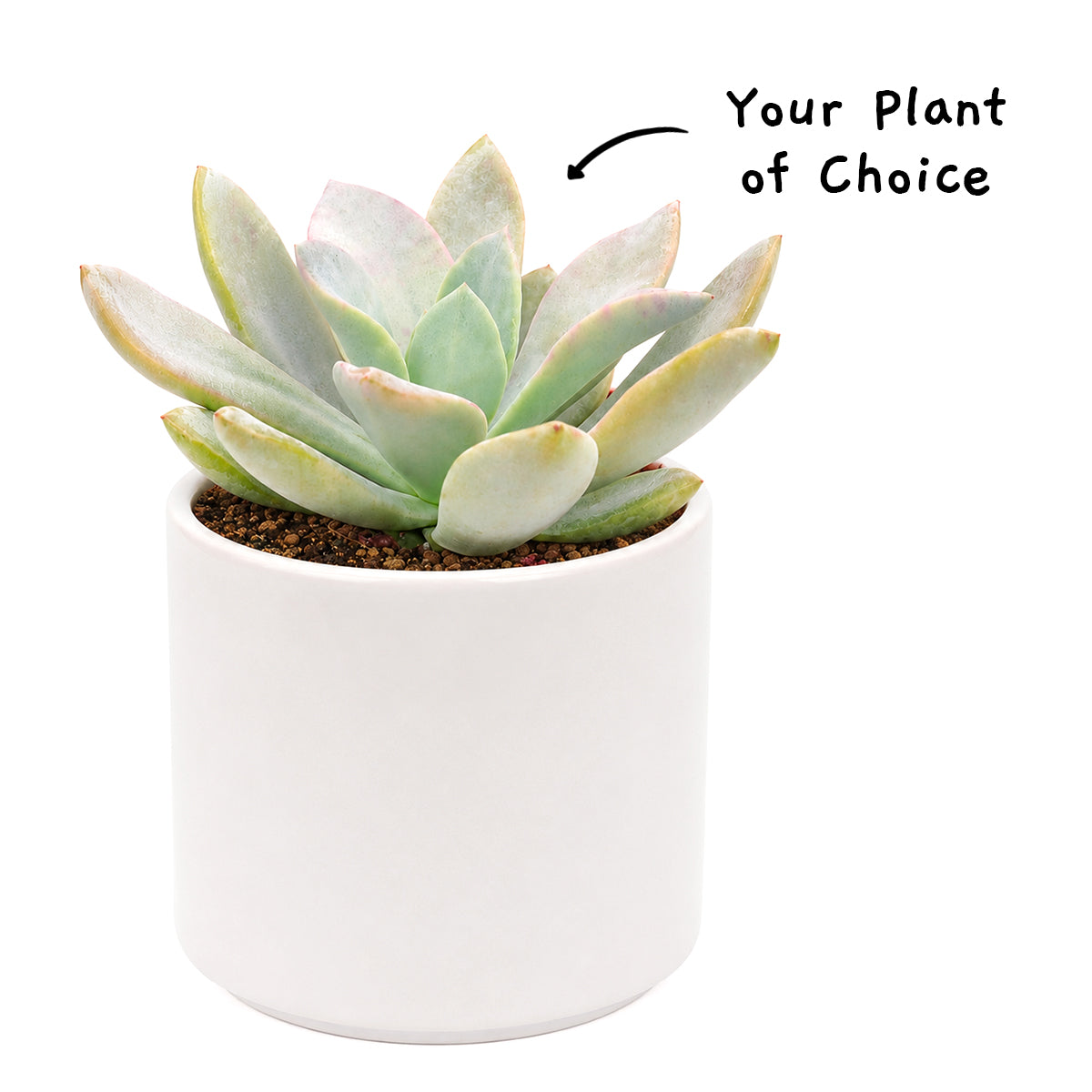 Echeveria 'Muesli'