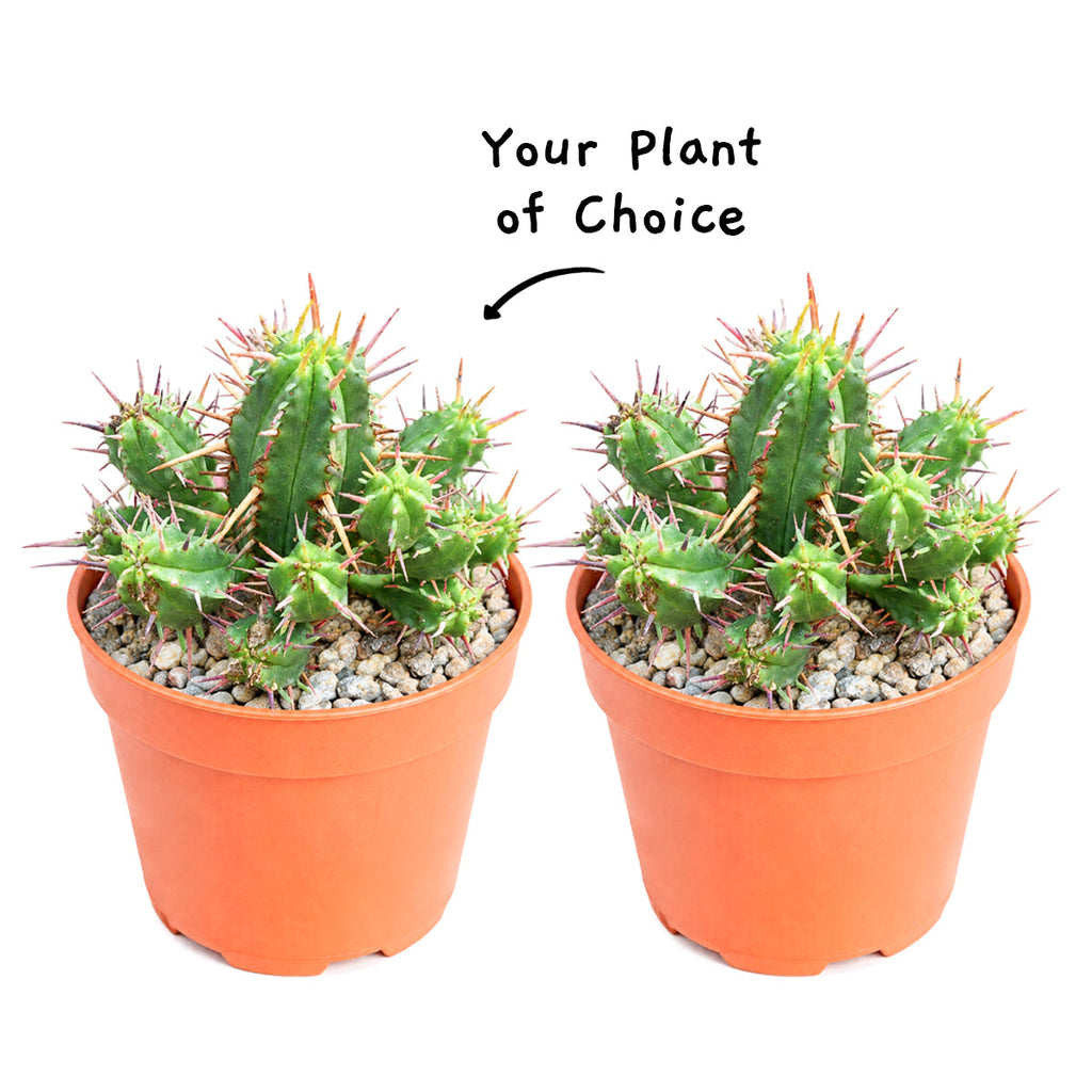 Chick Charms Gold Nugget