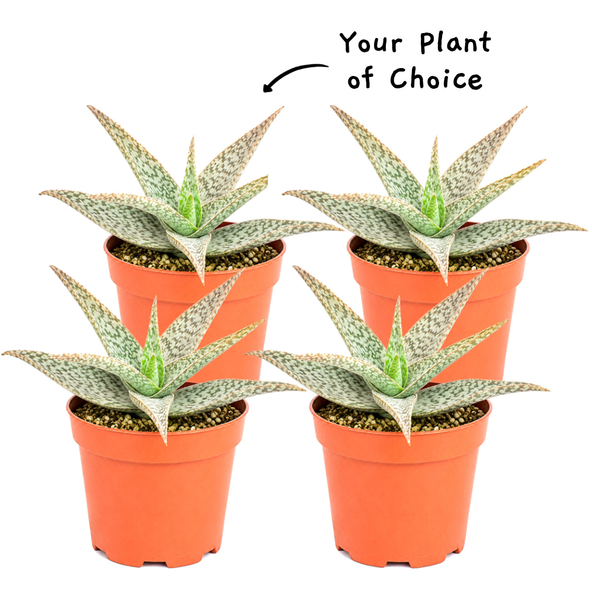 Rhipsalis micrantha f. rauhiorum
