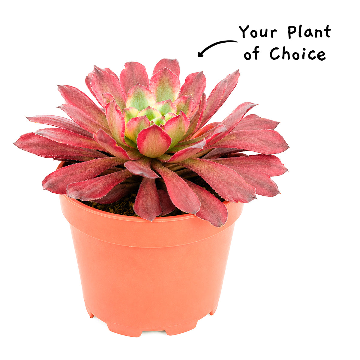 Aeonium 'Fairy Ink'