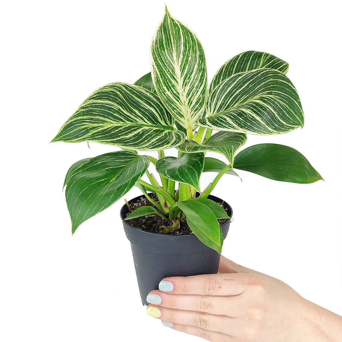 Philodendron 'Birkin'