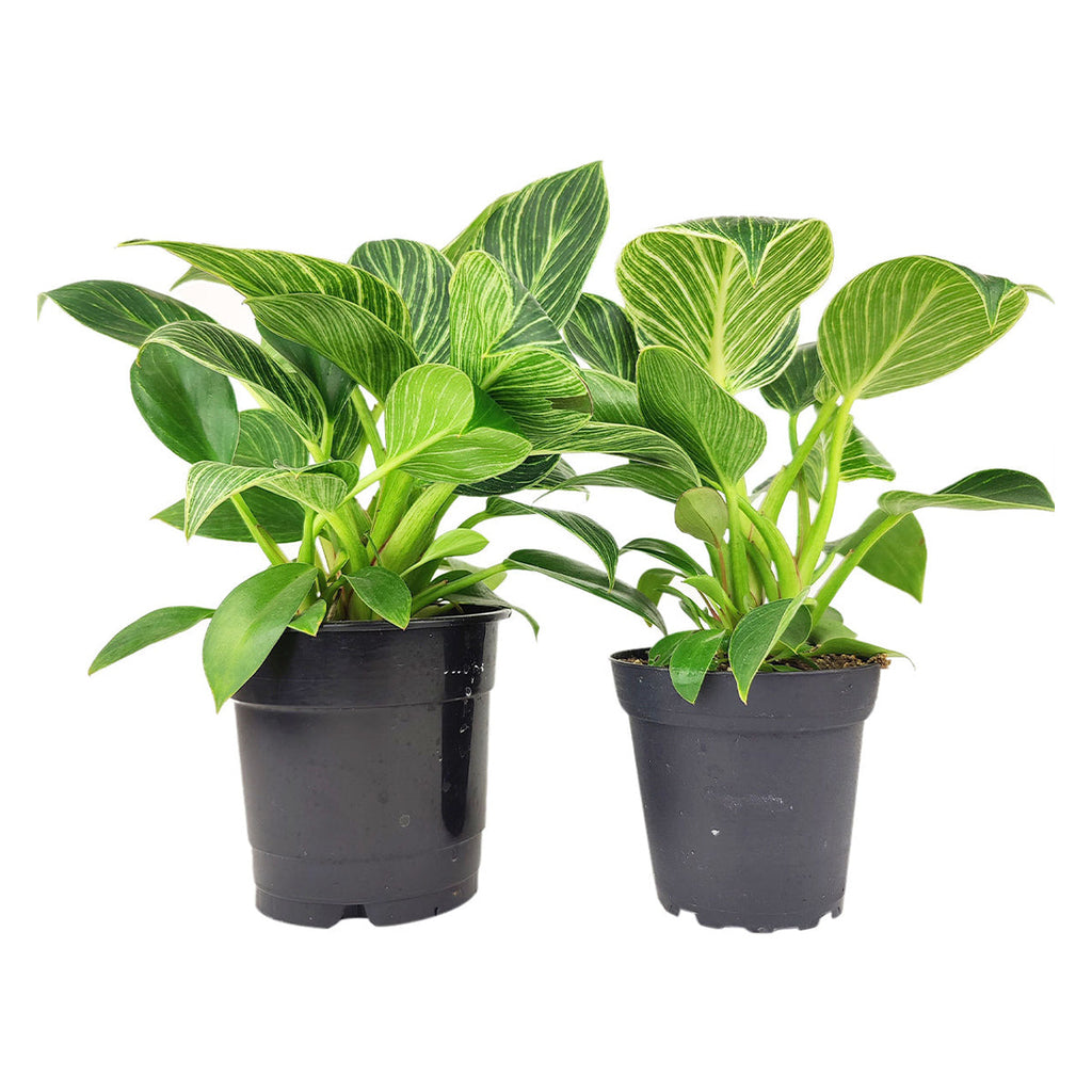Philodendron 'Birkin'