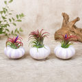 Set of 3 Purple Urchins with Tillandsia Air Plants