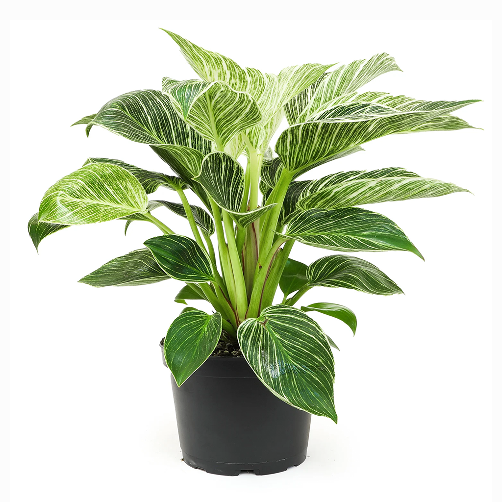 Philodendron 'Birkin'
