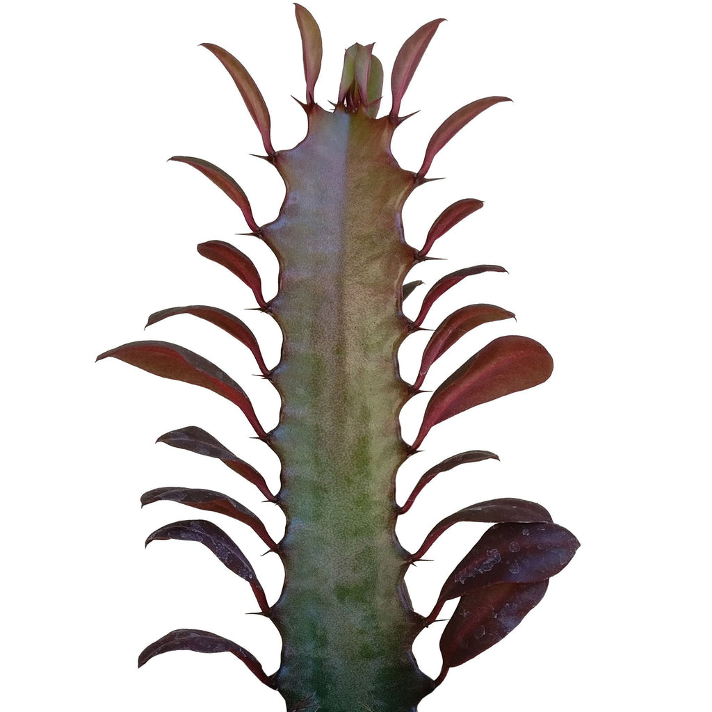 Succulent Euphorbia 'Trigona Rubra'