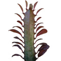 Succulent Euphorbia 'Trigona Rubra'