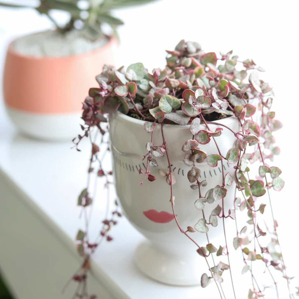 String of Hearts Variegated