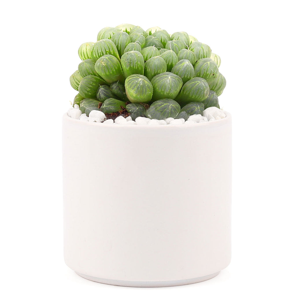 2in White Modern Cylinder Pot