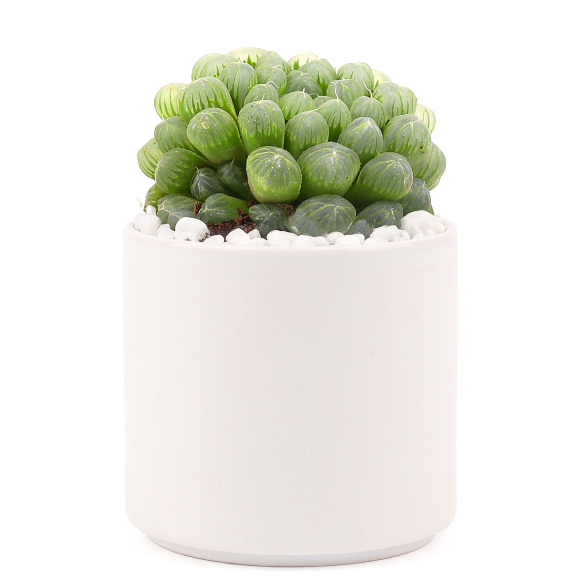 2in White Modern Cylinder Pot