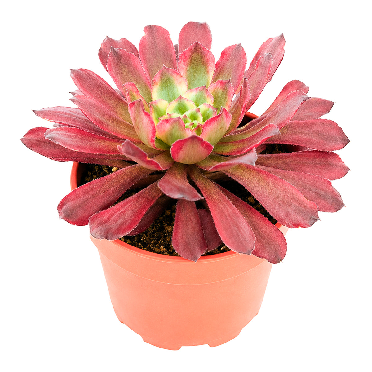 Aeonium 'Fairy Ink'