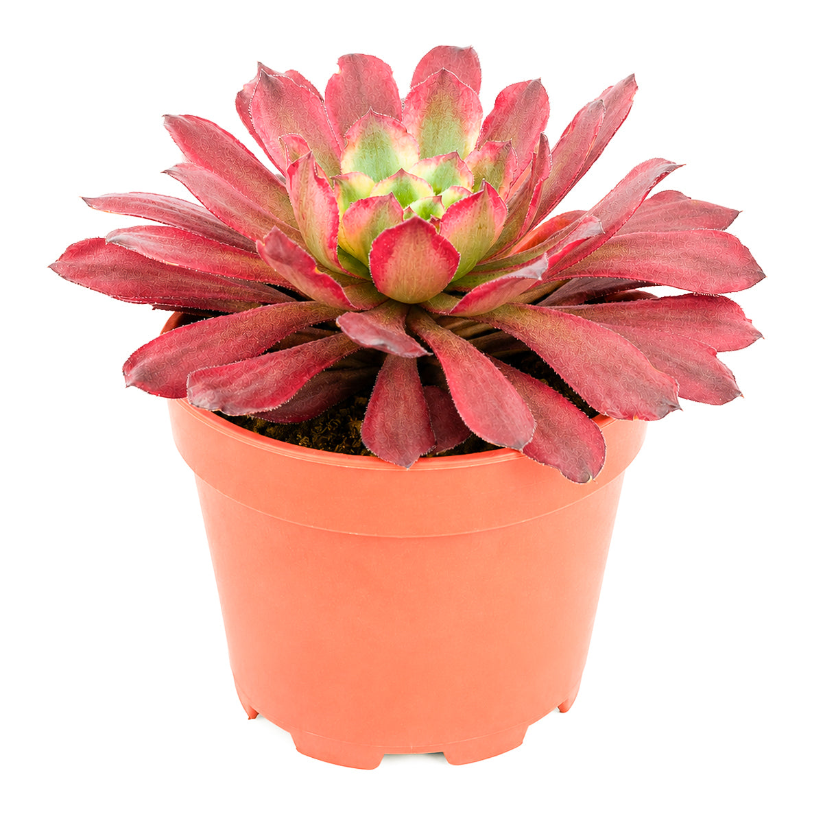 Aeonium 'Fairy Ink'
