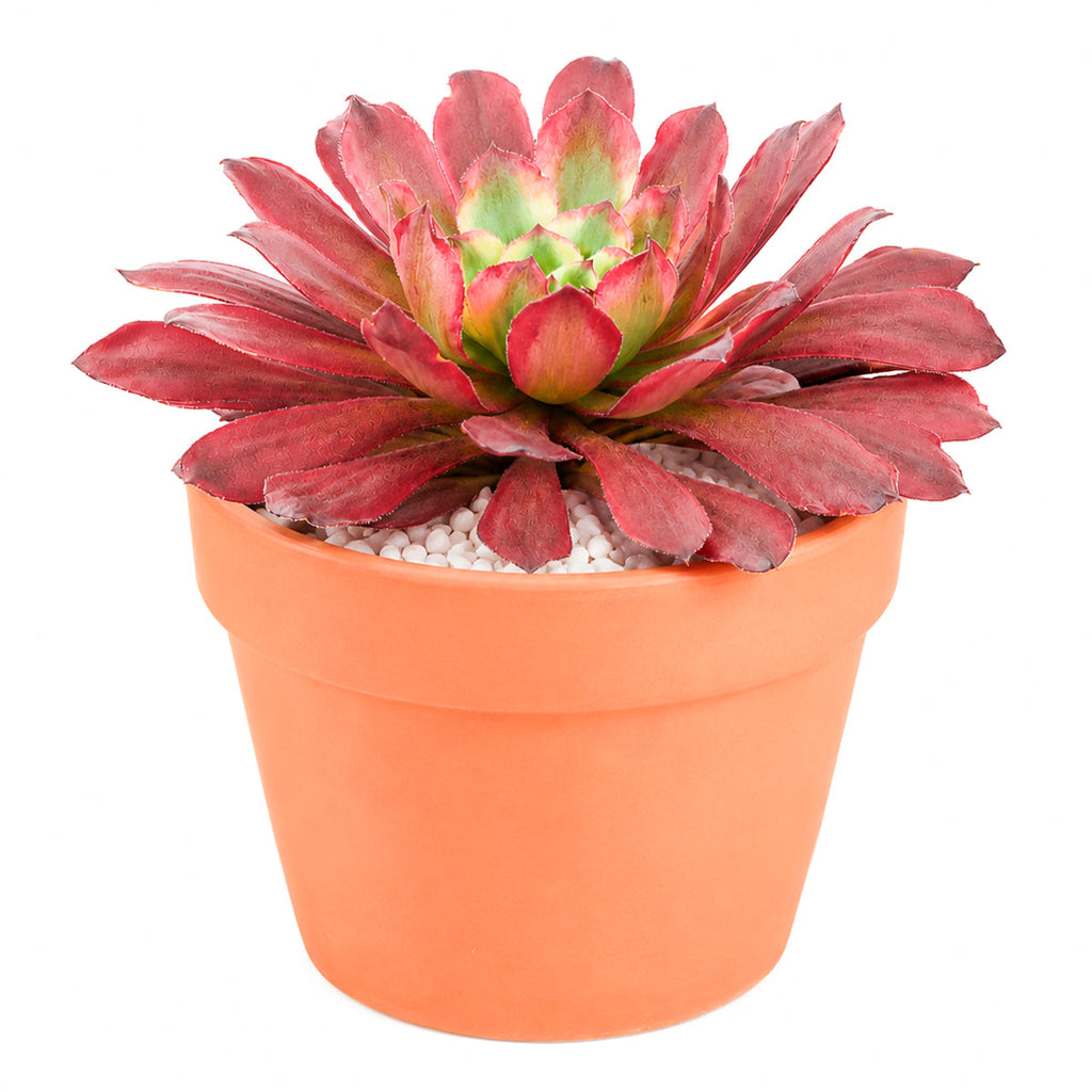 Aeonium 'Fairy Ink'