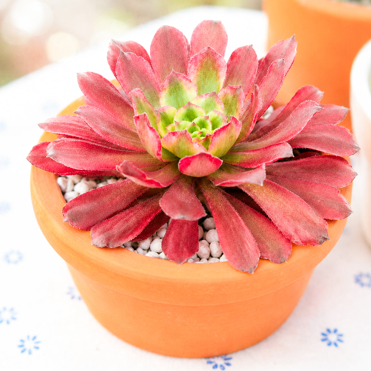 Aeonium 'Fairy Ink'