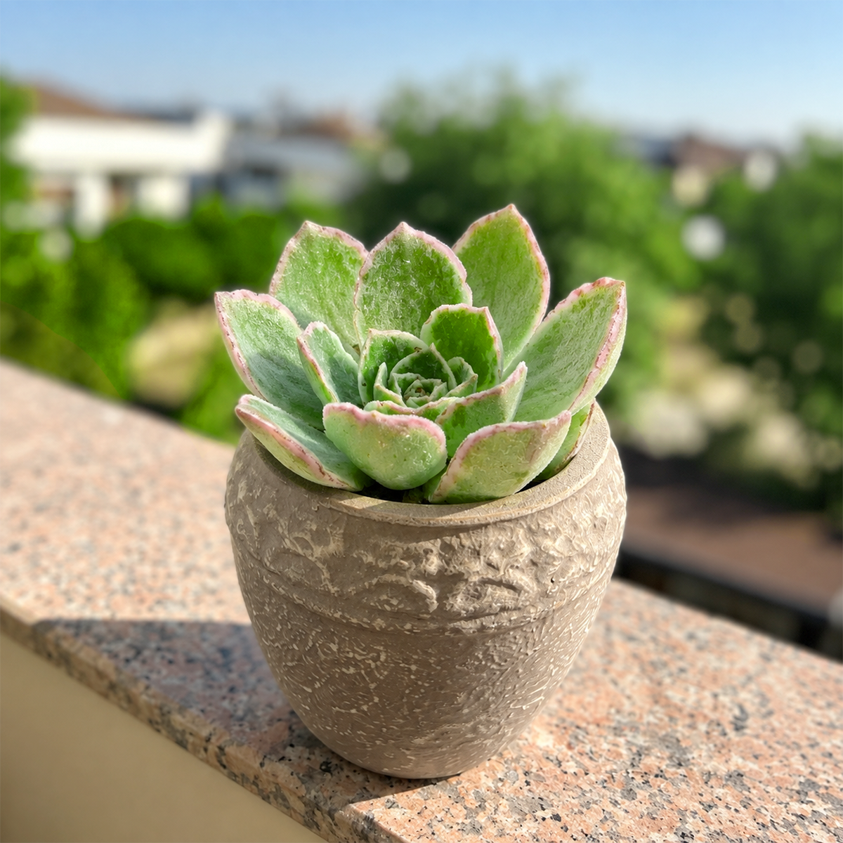 Aeonium 'Fluctuation'