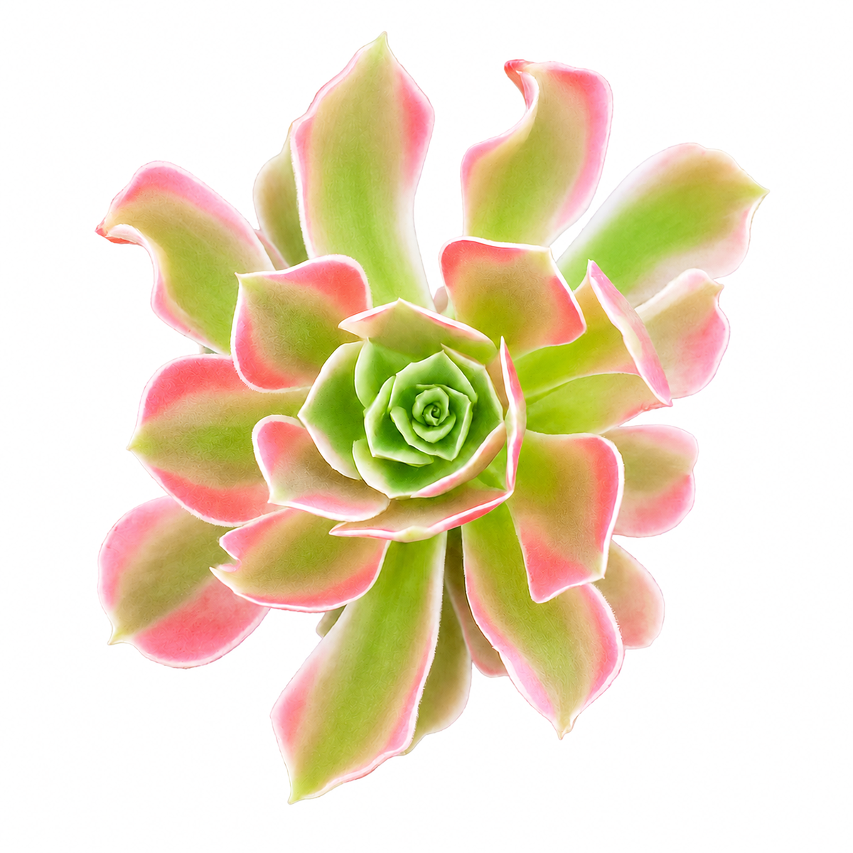 Aeonium 'Wheels of Asperation'