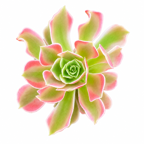 Aeonium 'Wheels of Asperation'