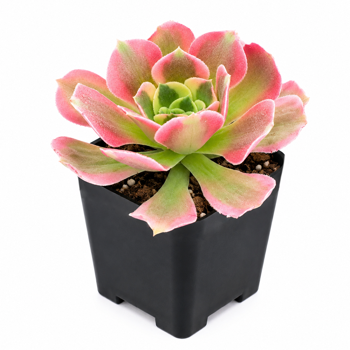 Aeonium 'Wheels of Asperation'