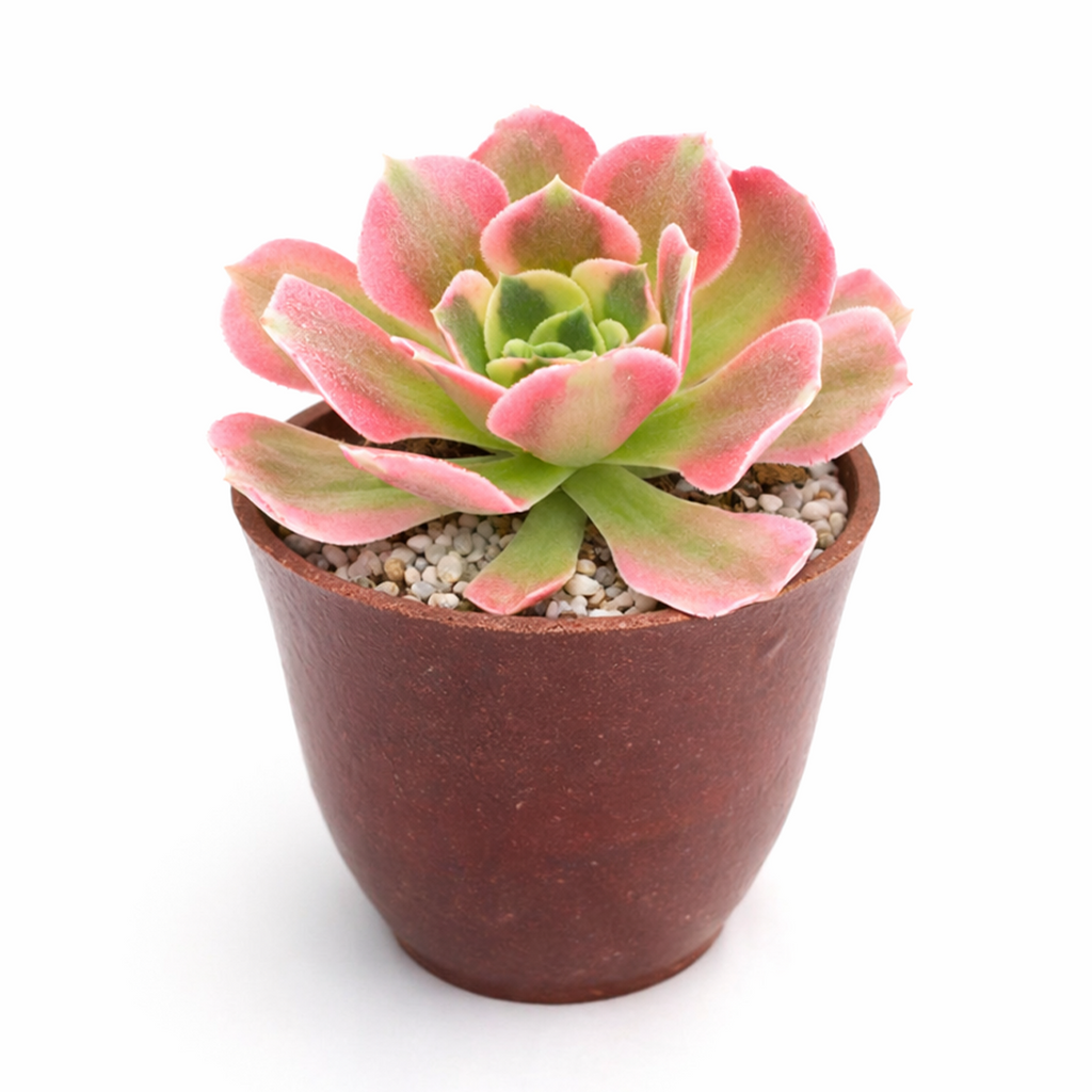 Aeonium 'Wheels of Asperation'