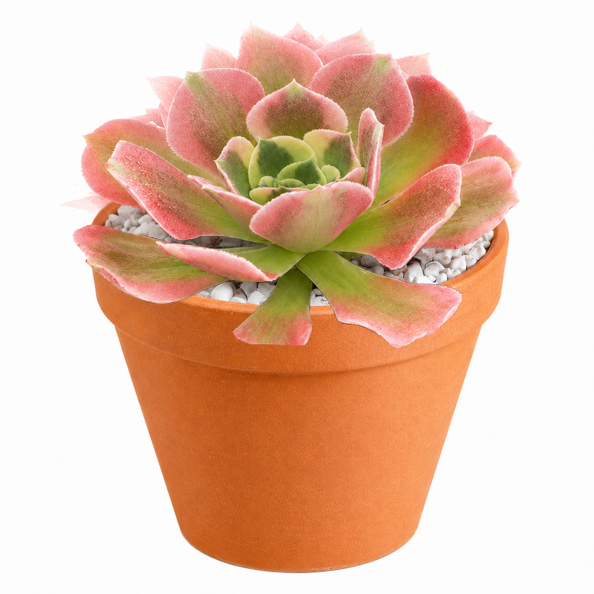 Aeonium 'Wheels of Asperation'