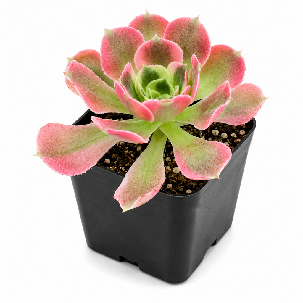 Aeonium 'Wheels of Asperation'