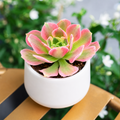 Aeonium 'Wheels of Asperation'