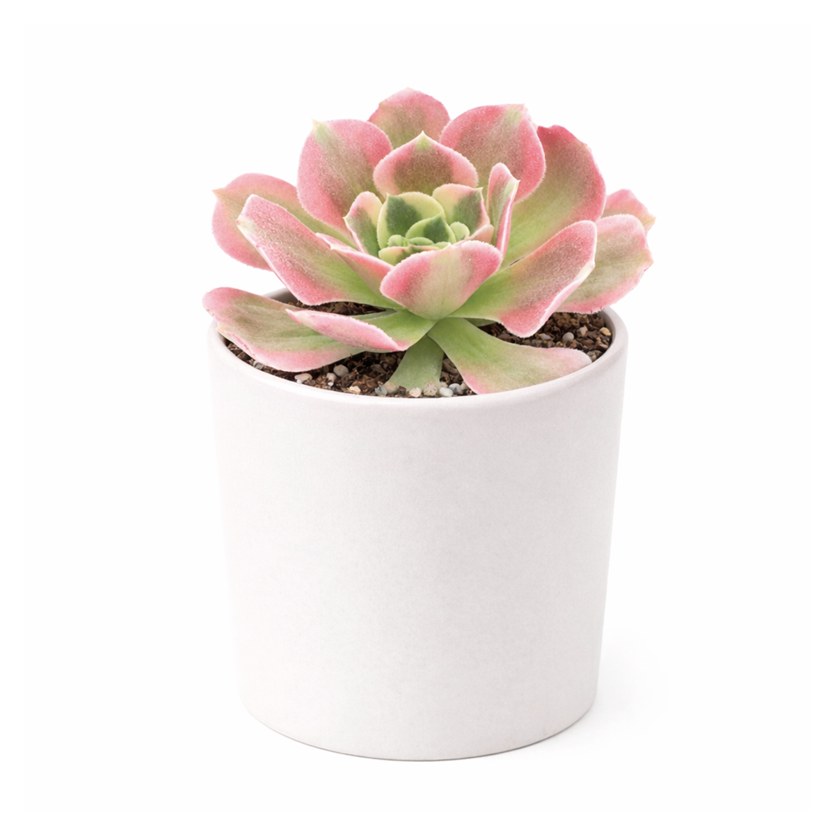 Aeonium 'Wheels of Asperation'