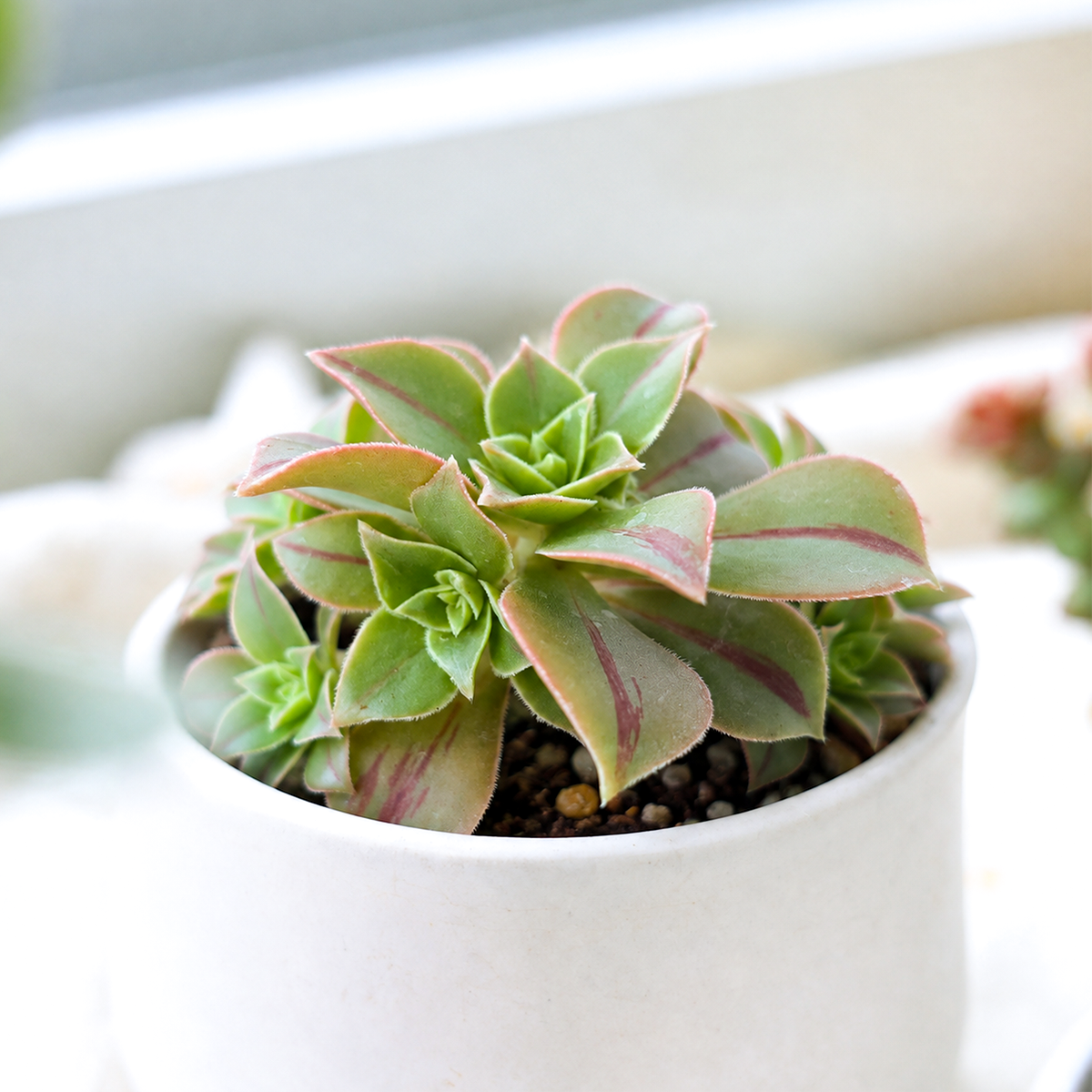 Aeonium 'Wheels of Stripification'