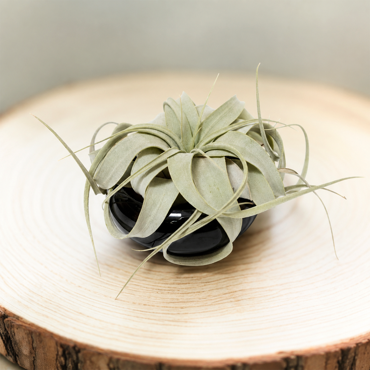 Tillandsia Seedling Xerographica with Air Plant Miniature Dish Garden